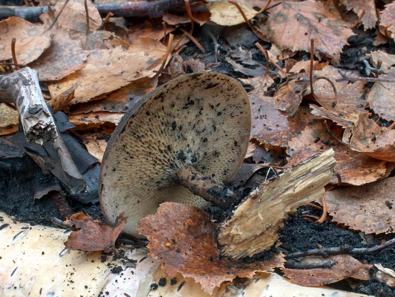 Polyporus ciliatus? (Polyporus brumalis)